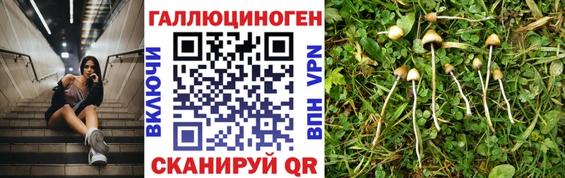 как найти наркотики  Ливны  Псилоцибиновые грибы MAGIC MUSHROOMS 